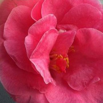 Camellia